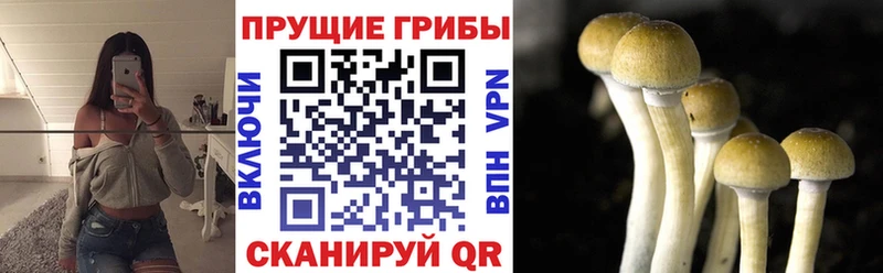 Псилоцибиновые грибы Psilocybine cubensis  продажа наркотиков  Глазов 